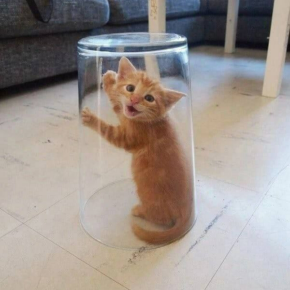 meowY2F0